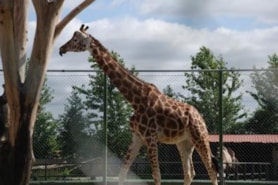 Jyllands Park Zoo