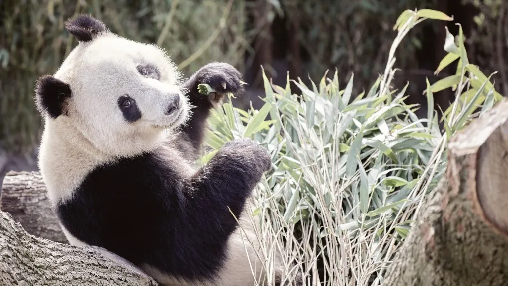 Pandaerne i Zoo