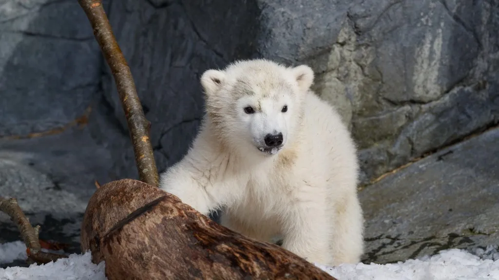 Isbjørneungen i Zoo