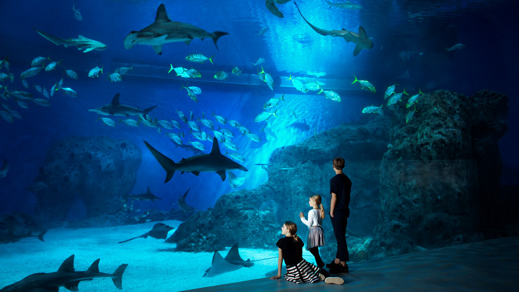 fedt nok medlem luge Populære akvarier i Danmark | Kom tæt på havets dyr