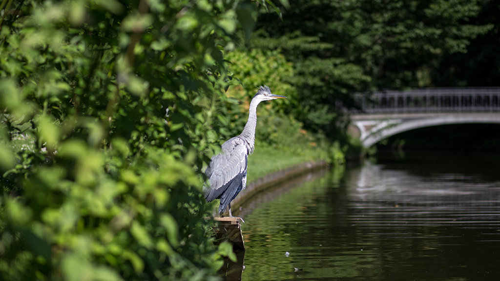 Frederiksberg