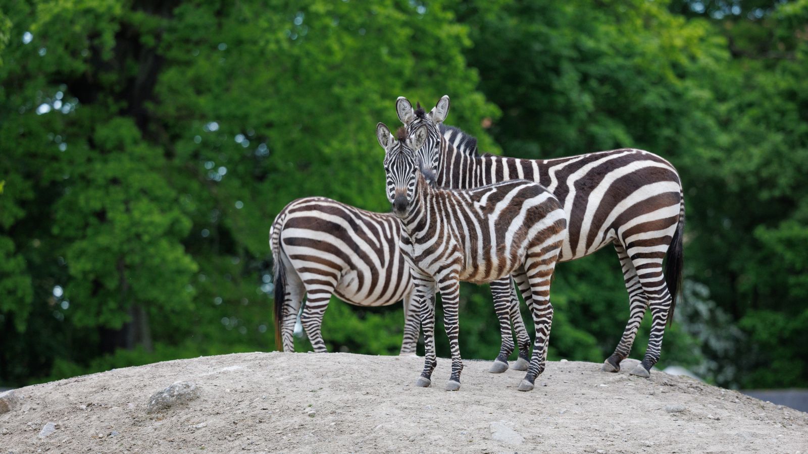 Copenhagen Zoo