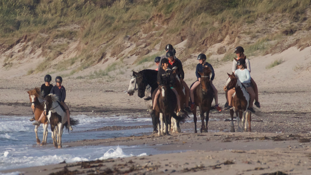 Rent a horse at Søborggård 