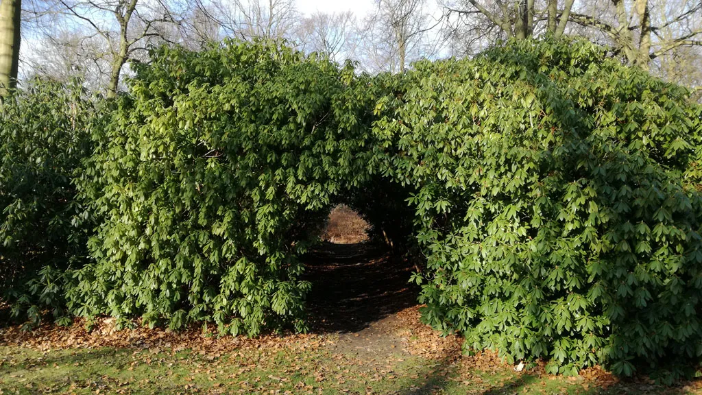 Nivaa_tunnel_rododendron_edited