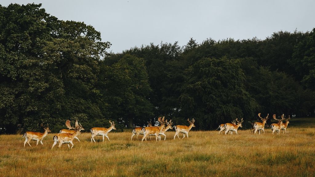 What's happening in National Park Royal North Zealand