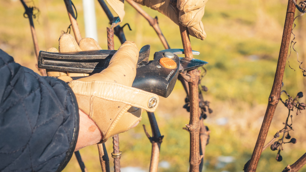 Visit Garbolund Vineyard