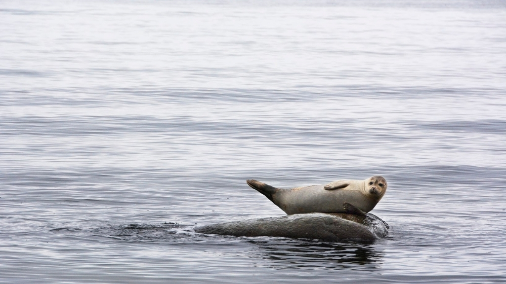 B&B with the Kattegat Sea in the backyard - Visit Refugium Smidstrup Strand