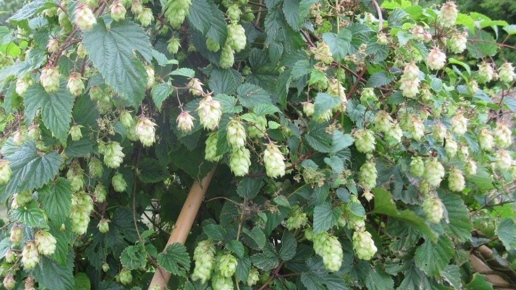 Det Våde Får | Craft brewery in North Zealand