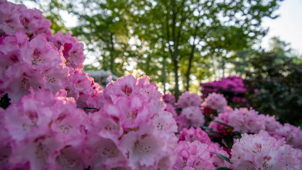 Rhododendronparken ved Nivaagaard Malerisamling