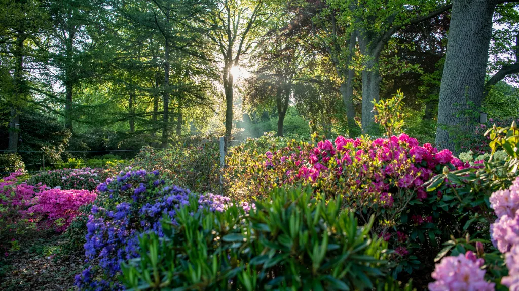 Rhododendronparken ved Nivaagaard Malerisamling