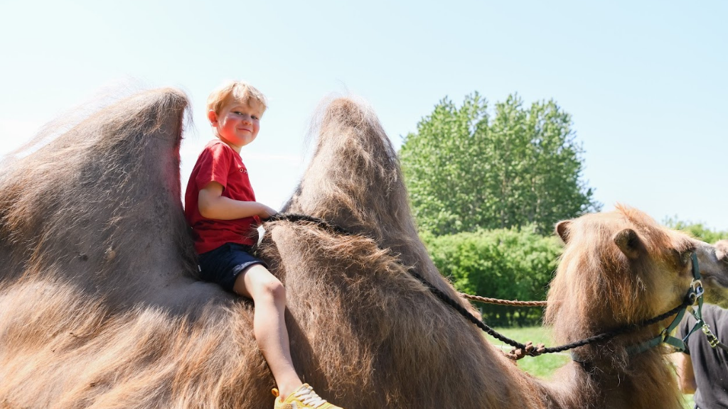 Sleep together with camels in Dronningmølle