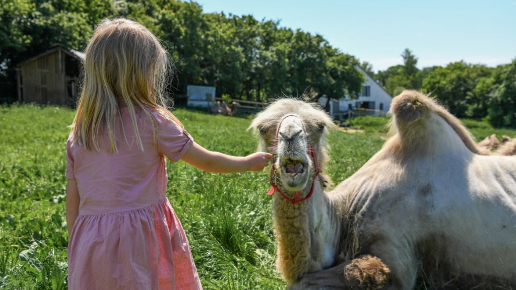 Sleep together with camels in Dronningmølle