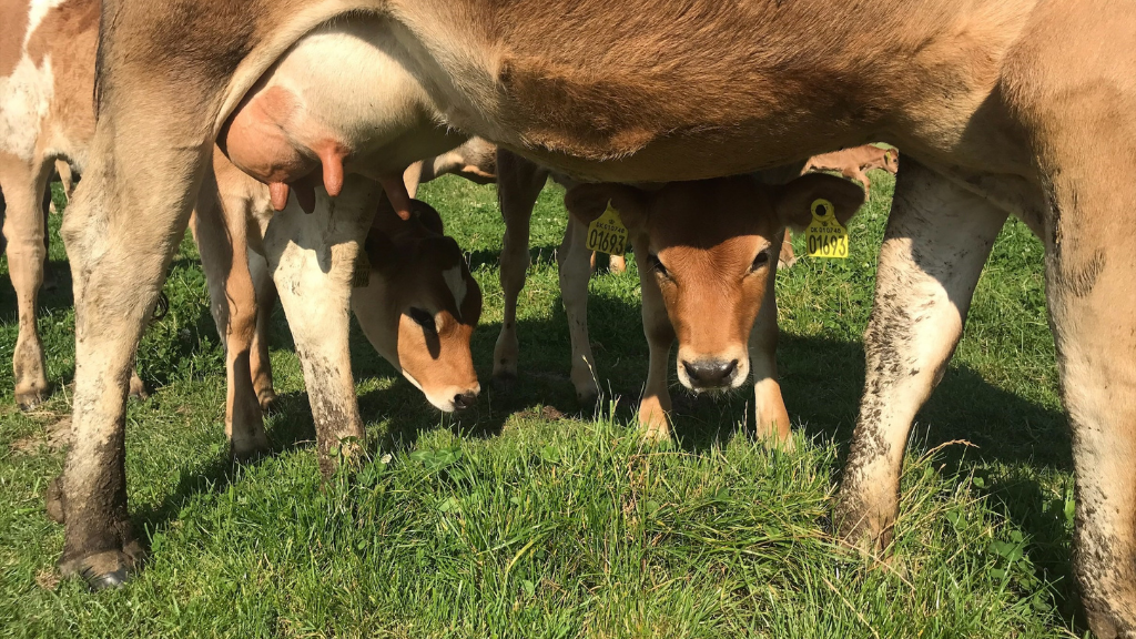 Tranegaard | Experience country life