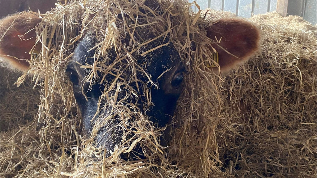 Tranegaard | Experience country life