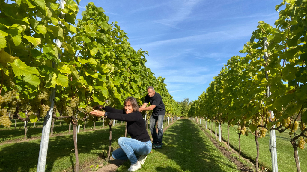 Langelinie Vin – vineyards near Strø Bjerge