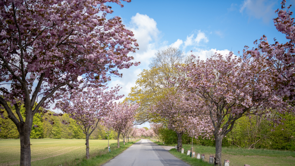 Hold påskeferie i Nordsjælland – Natur, kultur og hygge