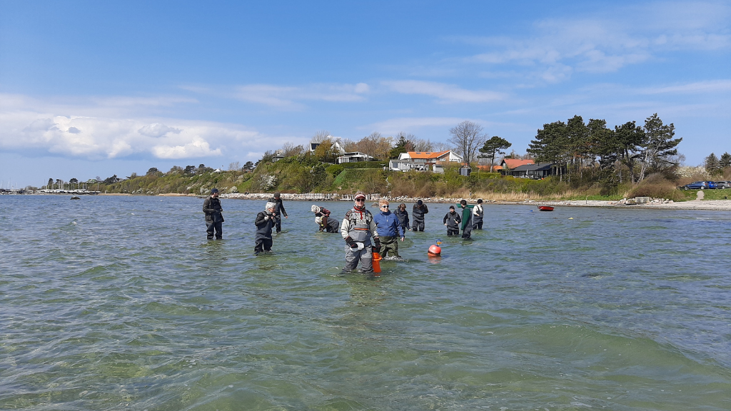 Seaweed safari at Lynæs