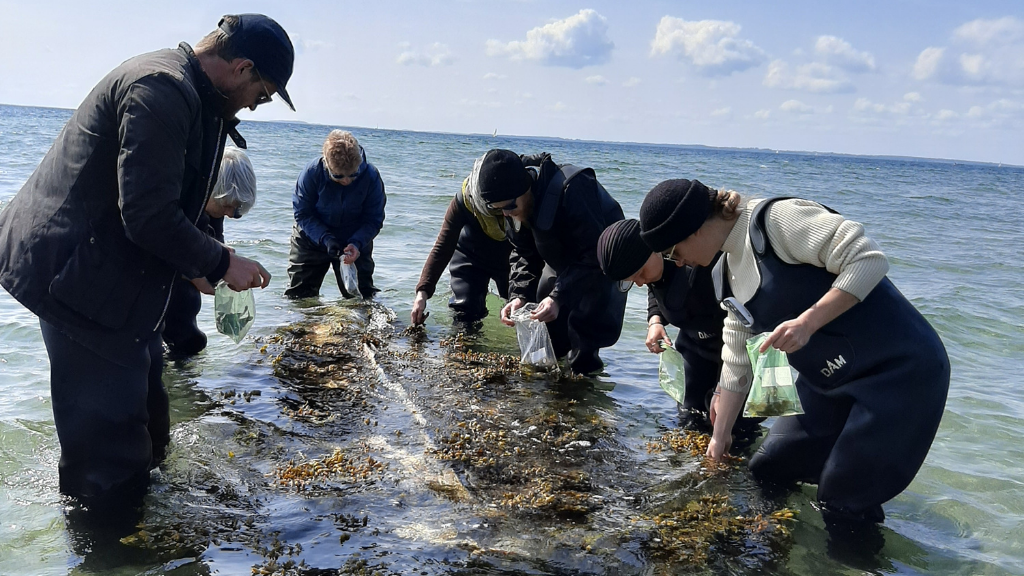 Seaweed safari at Lynæs