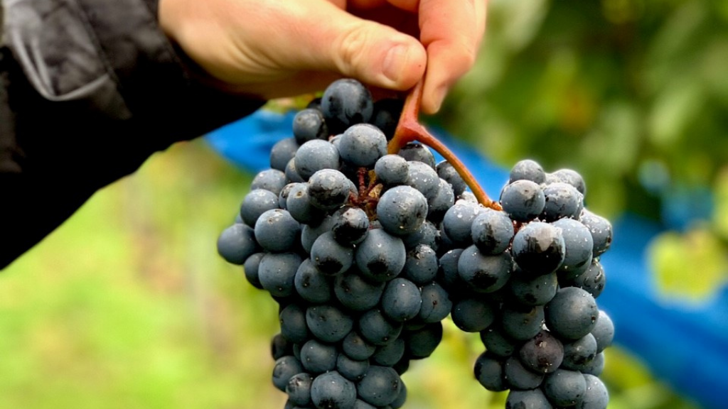 Kollerødgård Ice cream & Wine