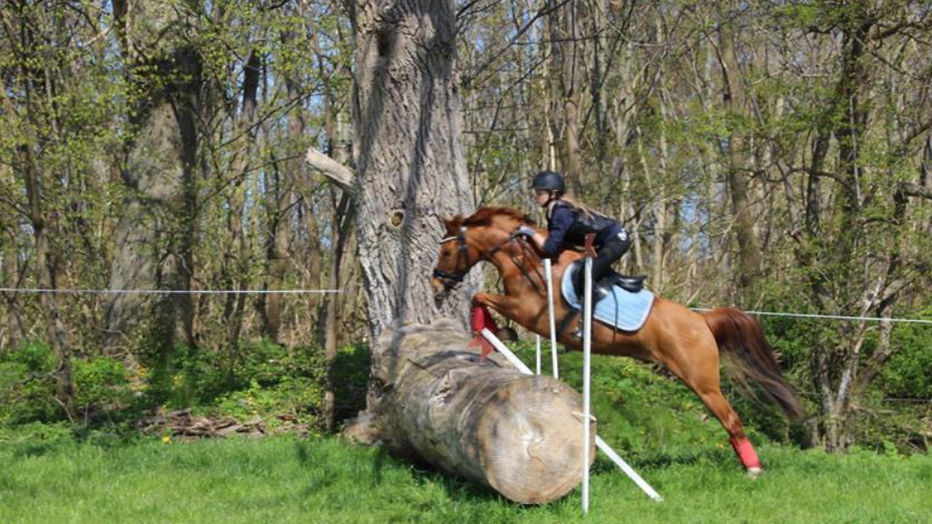 Rent a horse at Søborggård 