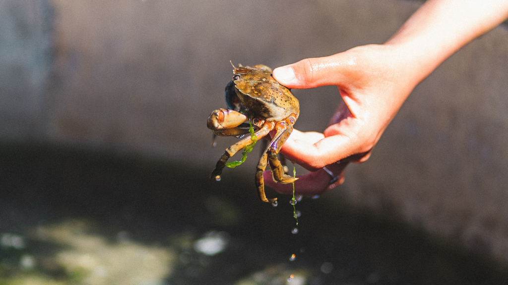 Expierence Platform - Pat a fish and catch a crab