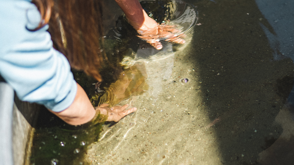 Expierence Platform - Pat a fish and catch a crab