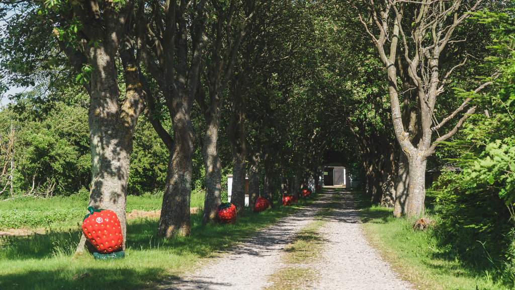 Rokkedyssegaard på Nordkysten -Fresh berries and a cosy café