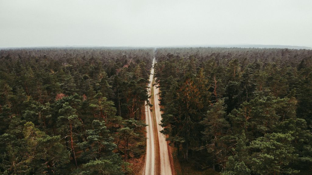 Der gelbe Qualitätspfad | Wandern Sie durch Tisvilde Hegn in Nordseeland