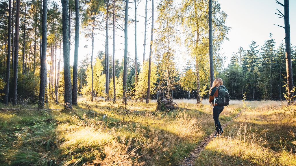 Der gelbe Qualitätspfad | Wandern Sie durch Tisvilde Hegn in Nordseeland