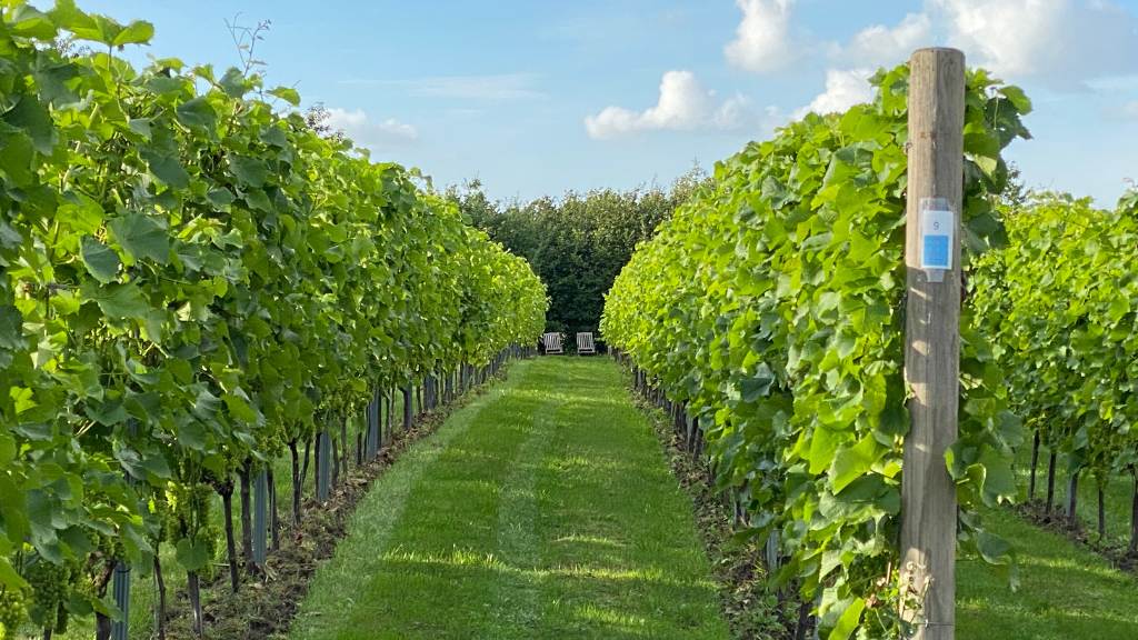 Langelinie Vin – vineyards near Strø Bjerge
