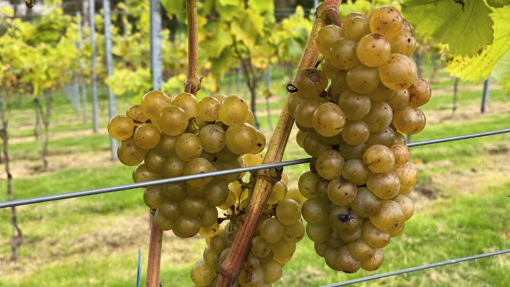 Høbjerggård - A Vineyard with a Soul