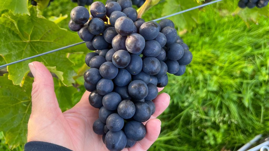 Et besøg på vingården Høbjerggård skal være en komplet oplevelse. Tag med på en tur gennem vinmarkerne og se de forskellige planter