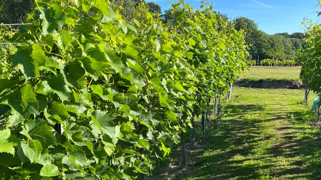 Høbjerggård ligger idyllisk bag Høbjerg Hegn, en lille skov tæt på Helsinge i Nordsjælland.