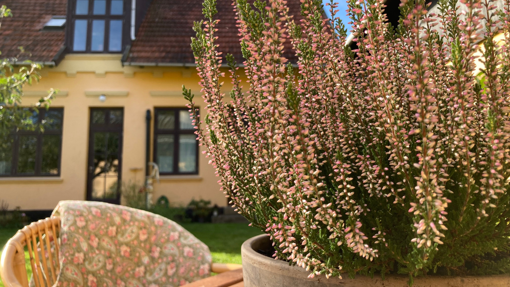 A glimpse of the garden