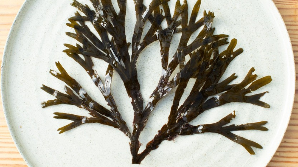 Seaweed cooking school