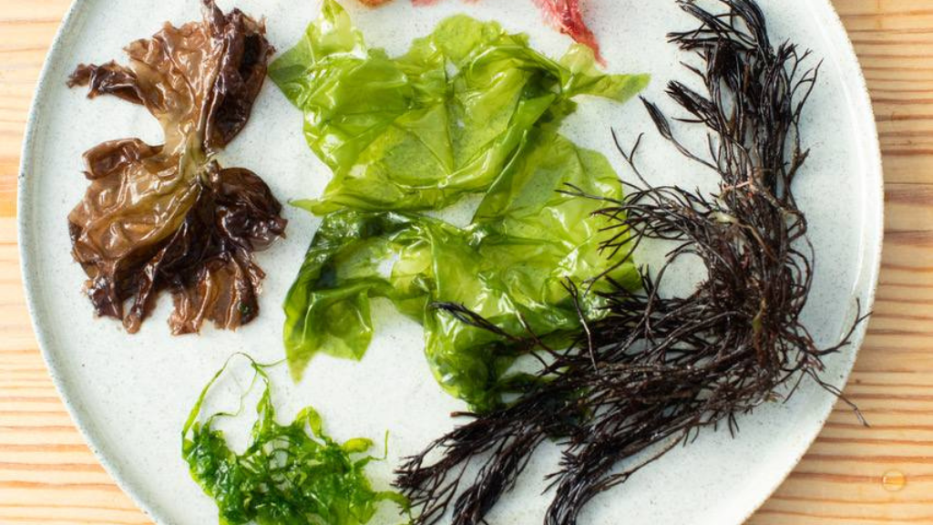 Seaweed cooking school