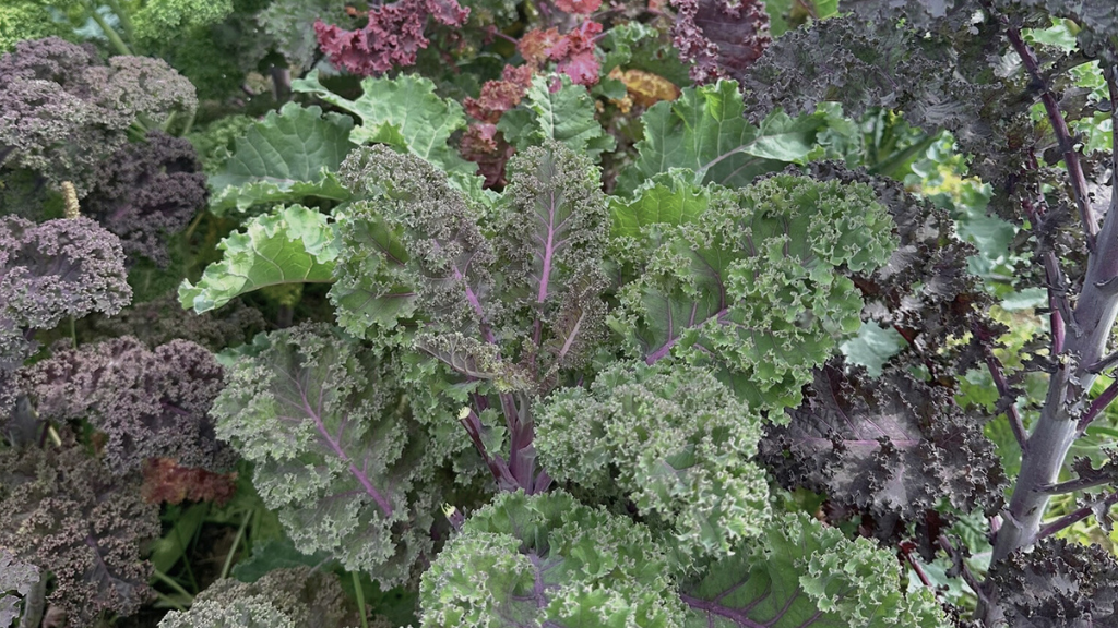 Folkekøkken på Esrum Kloster