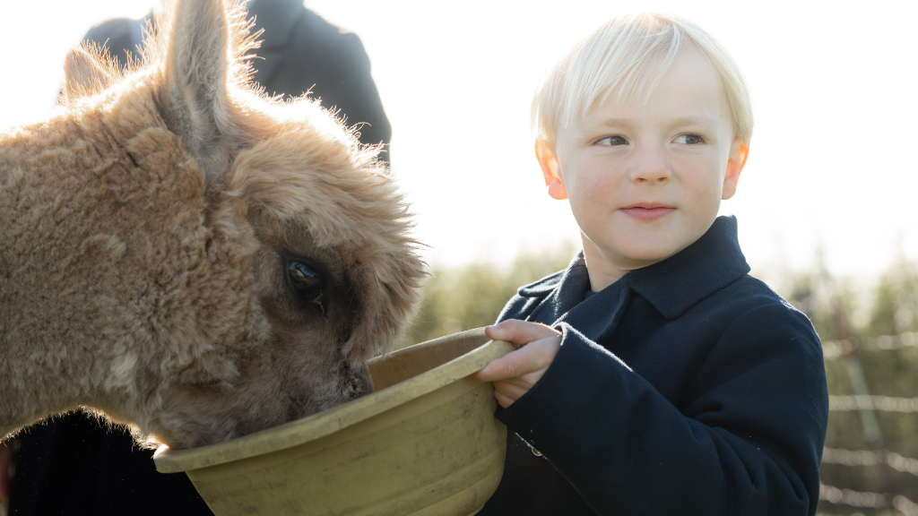 Alpaka hos Gilleleje Labyrinten
