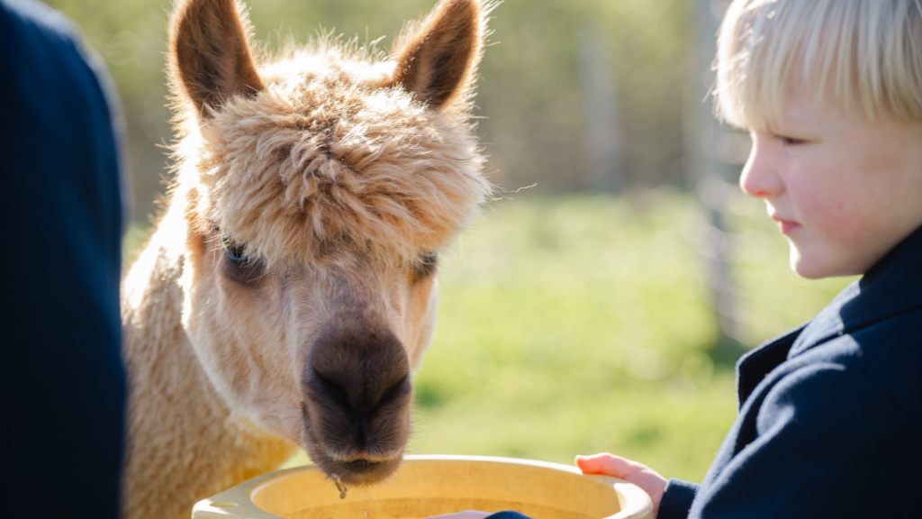 Alpaka hos Gilleleje Labyrinten
