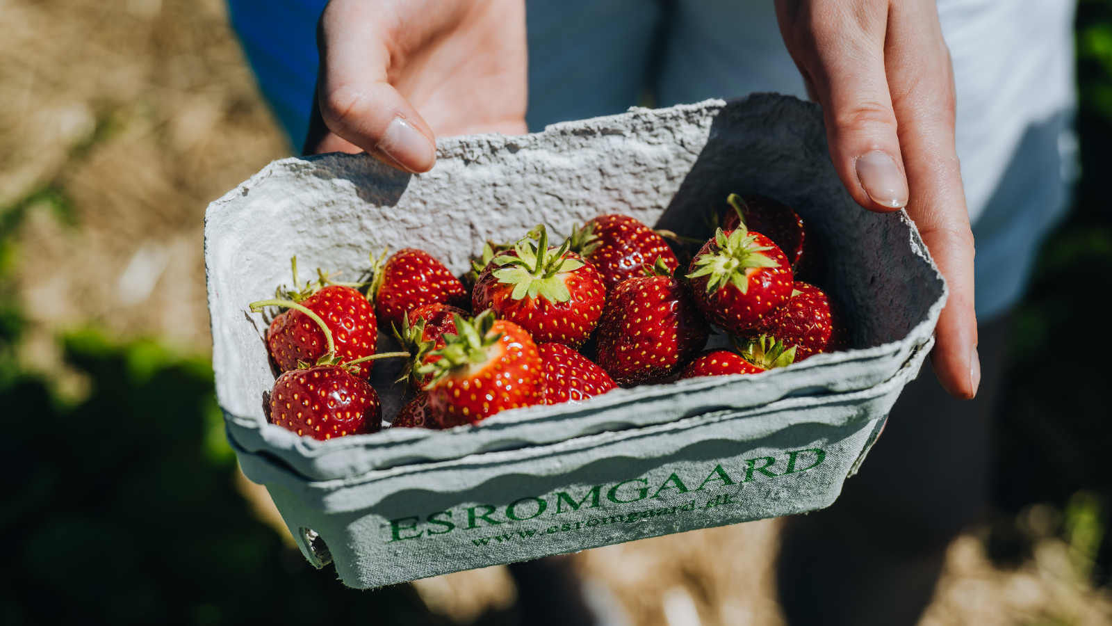 Erdbeeren zum Selberpflücken