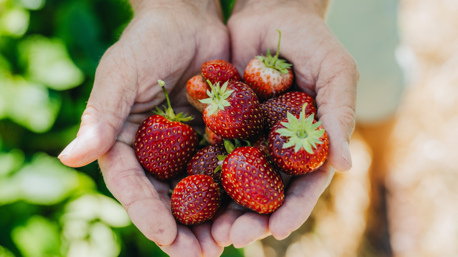Erdbeeren zum Selberpflücken