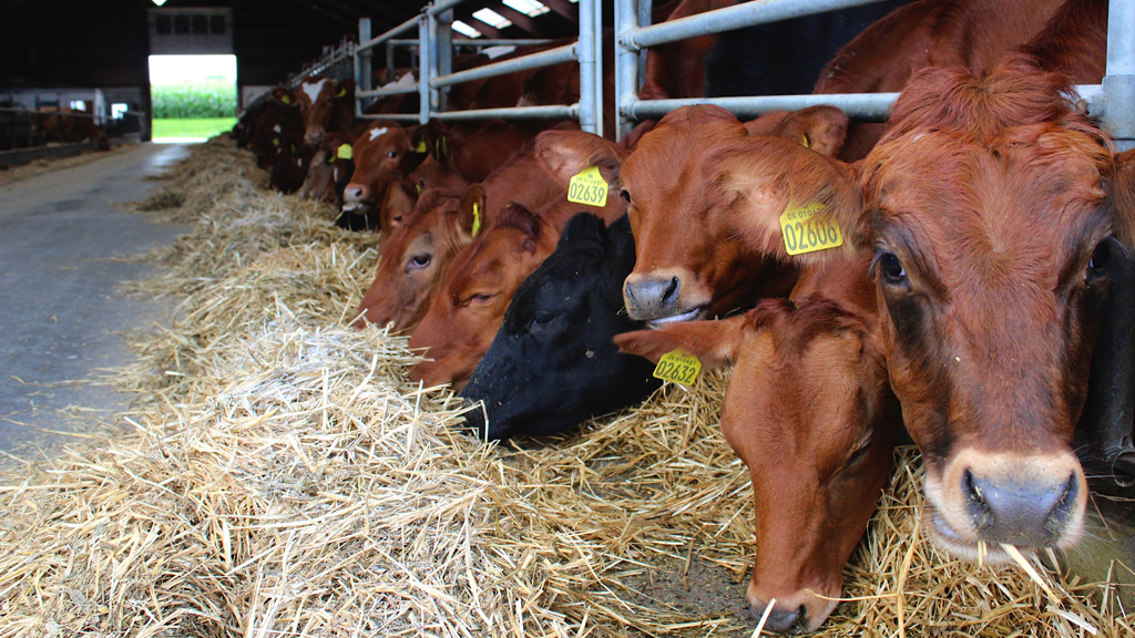 Kollerødgård Ice cream & Wine