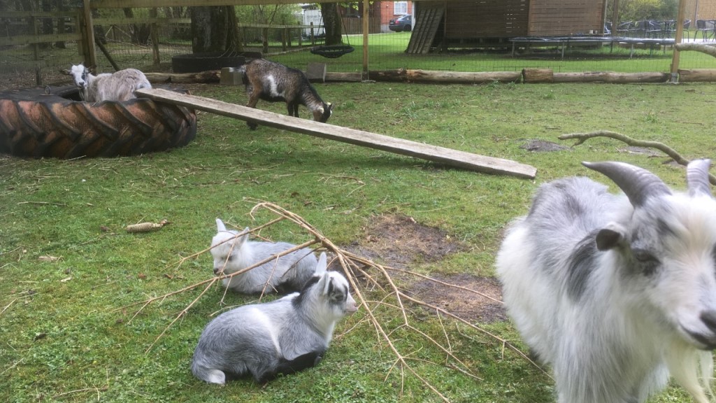 Heskær Family Rooms - Animals outside