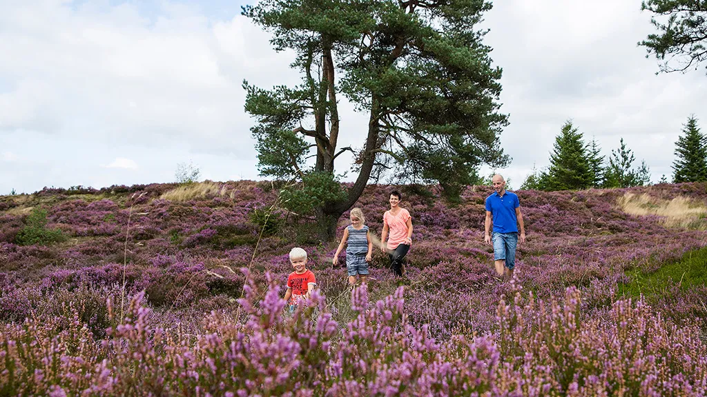 Grene Sande - Family walks in heather