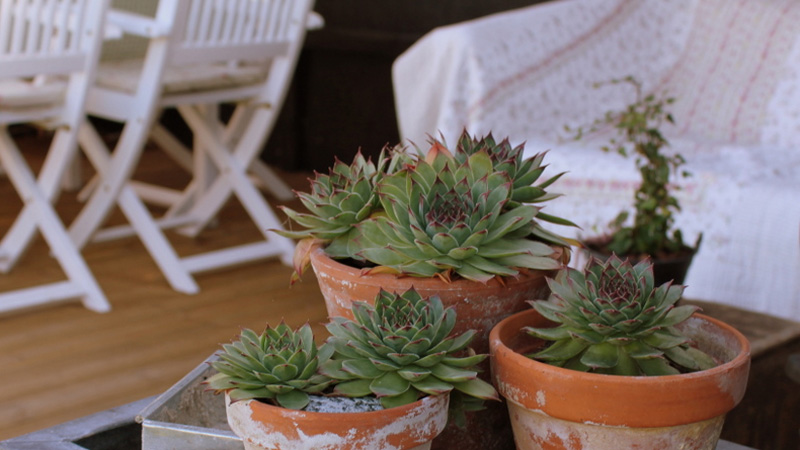 Bolding Apartments - Pflanzen