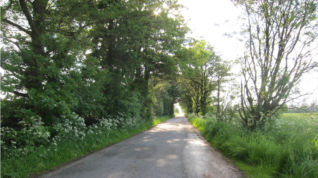 Cycle route: Nature route - Forest and path