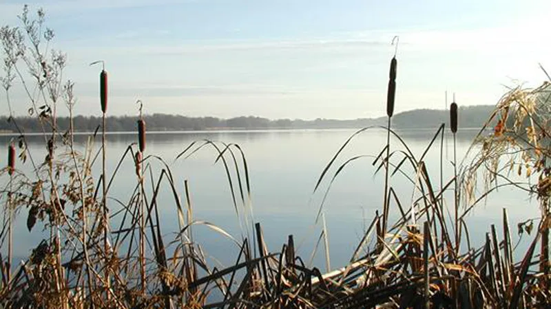 Engsøen - Picture of the lake through reeds