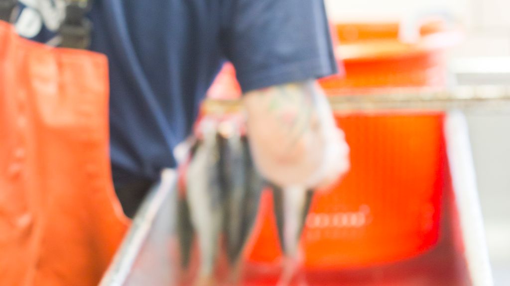 Snogebæk Ferske sild