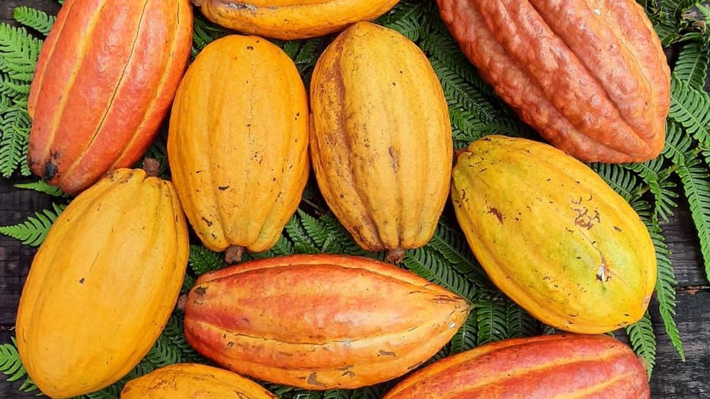 Pure Rainforest Chocolate manufaktur