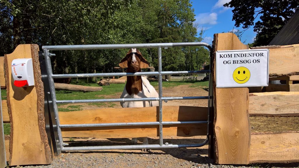 Brændesgårdshaven - Besøg Gederne